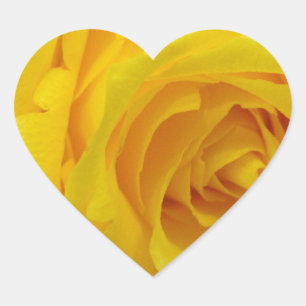 mooie gele roos bloem fotografie hart sticker