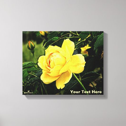 Mooie gele Rose Canvas Afdruk (Voorkant)