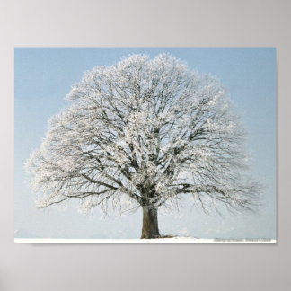 Mooie gevroren boom poster