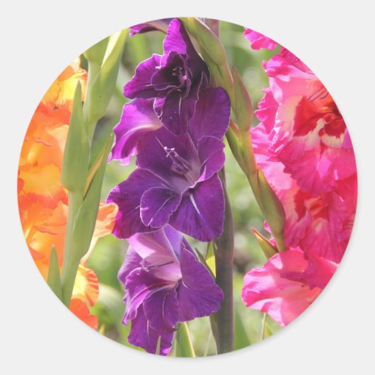 Mooie Gladiolus Blooms Ronde Sticker (Voorkant)