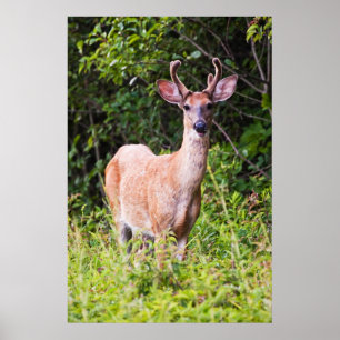 Mooie glimlach poster