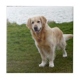Mooie Golden Retriever Dog Permanent Tegeltje