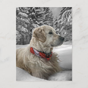 Mooie Golden Retriever in sneeuw Briefkaart