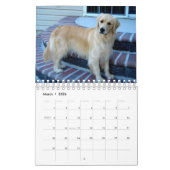 Mooie Golden Retrievers Kalender (Mar 2026)