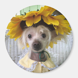 Mooie grappige Chinese Crested-hond-magneet Magneet