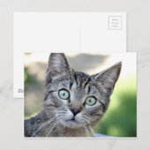 Mooie Grey Kitten met verbluffende ogen Briefkaart (Voorkant / Achterkant)