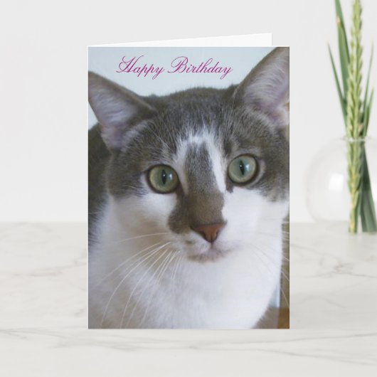 Mooie grijze en witte kat verjaardag kaart (Voorkant)