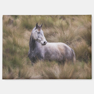 Mooie grijze gekleurde paard magneet