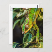 Mooie groene kameleon briefkaart (Voorkant / Achterkant)
