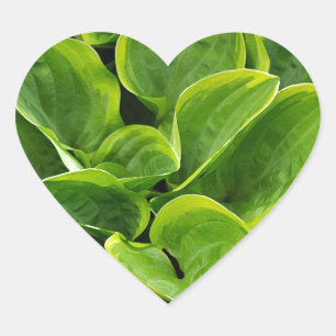 Mooie groene plant hart sticker