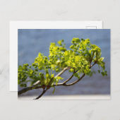 Mooie groene tak in de wind briefkaart (Voorkant / Achterkant)