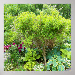 Mooie groene tuinaanleg met Hostas Poster