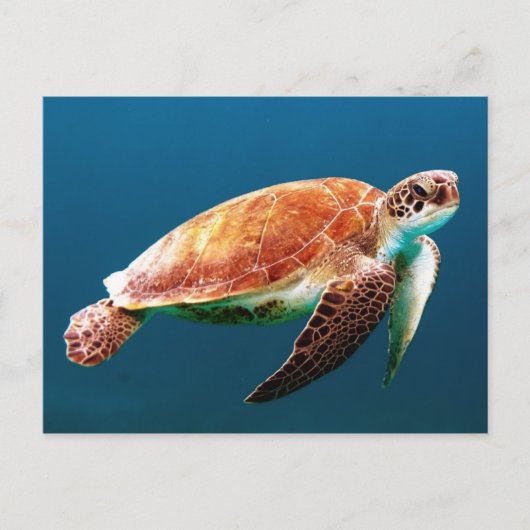 Mooie groene Zee Turtle Briefkaart (Voorkant)