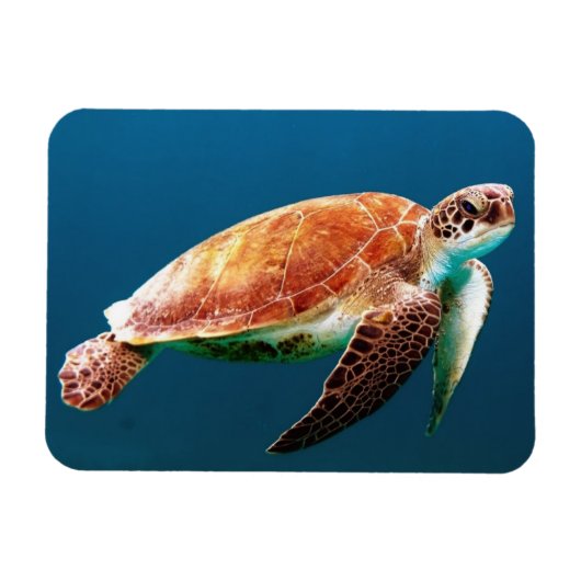 Mooie groene Zee Turtle Magneet (Horizontaal)