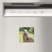 Mooie haflinger paard portret magneet (Insitu (Vaatwasser))