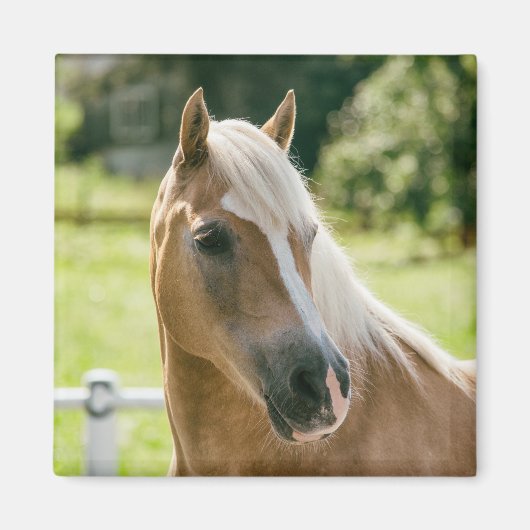 Mooie haflinger paard portret magneet (Voorkant)