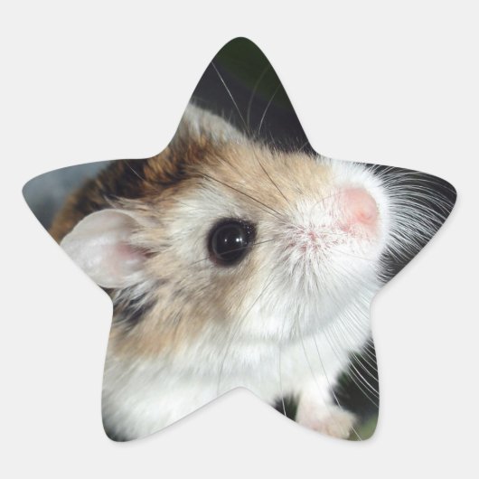 Mooie Hamster Ster Stickers (Voorkant)