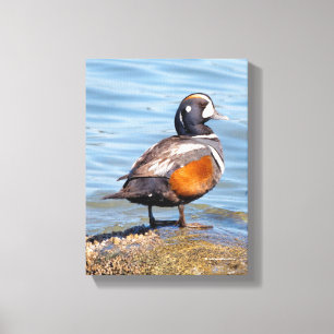 Mooie Harlekijneend op de Rots Canvas Afdruk