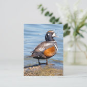 Mooie Harlequin Duck op de Rock Briefkaart (Staand voorkant)