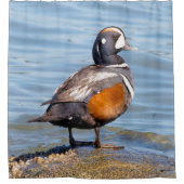 Mooie Harlequin Duck op de Rock Douchegordijn (Voorkant)