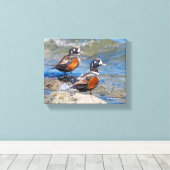 Mooie Harlequin Ducks op de Rocks Canvas Afdruk (Insitu (Houten vloer))