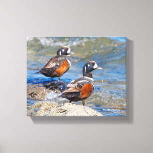 Mooie Harlequin Ducks op de Rocks Canvas Afdruk