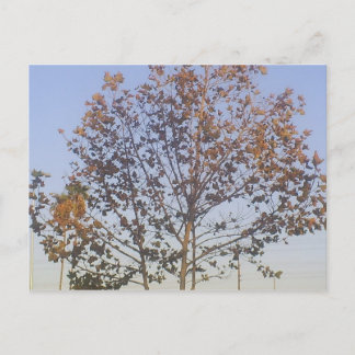 Mooie Herfst Briefkaart