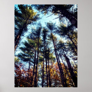 Mooie herfst dennenbomen poster