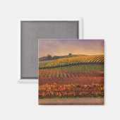 Mooie Herfst Vineyard Art Magnet Magneet (Voorkant / Achterkant)