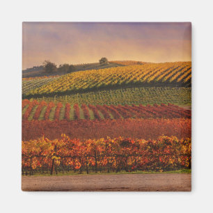 Mooie Herfst Vineyard Art Magnet Magneet