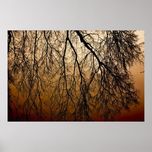 Mooie herfst zonsopgang achter bladloze bomen poster (Voorkant)