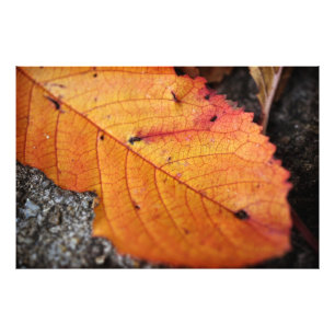 Mooie herfstblad foto afdruk