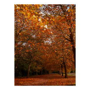 Mooie herfstbomen perfect poster