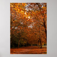 Mooie herfstbomen