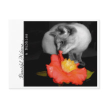 Mooie Hibiscus...& bellen