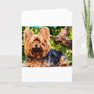 Mooie Hond Aai Yorkie Vrede Liefde Lotsbestemming  Bedankkaart