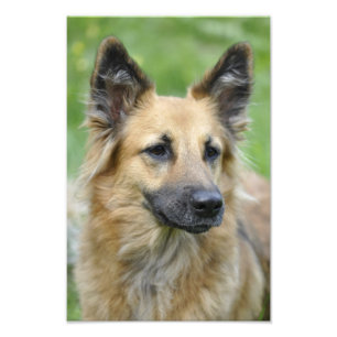 Mooie hond foto afdruk