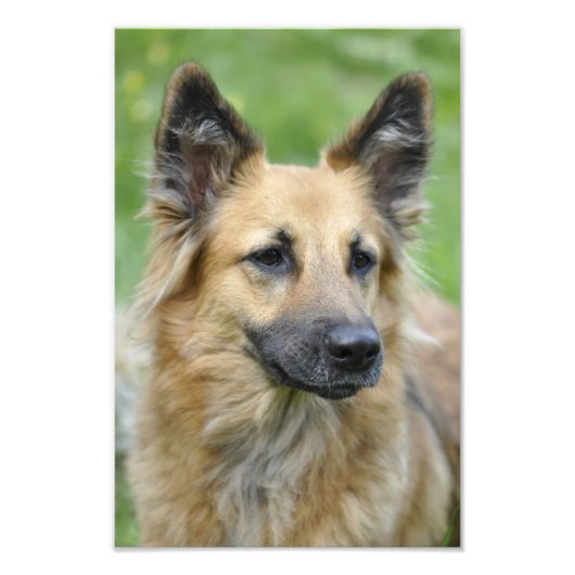 Mooie hond foto afdruk (Voorkant)