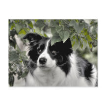 Mooie hond in groen bladrijk bos