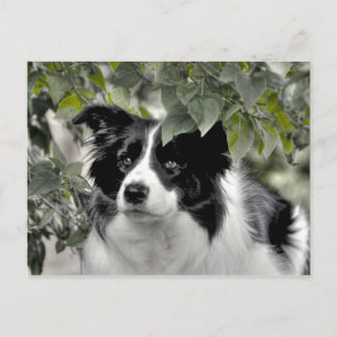 Mooie hond in groen bladrijk boslandschap briefkaart
