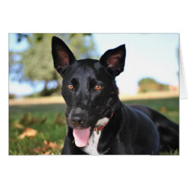 Mooie hond met gevelogen