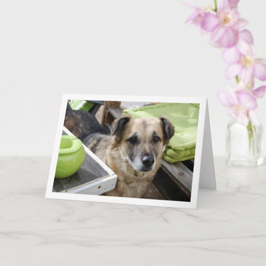 Mooie Hond Portret Kaart (Orchidee)