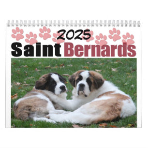 Mooie Hondenras Sint-Bernard Puppy Kalender