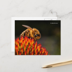 Mooie Honeybee die een Coneflower bestuift Briefkaart