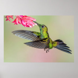 Mooie Hummingbird vliegt naar een ventilator Poster
