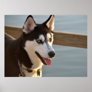 Mooie husky fotografie slee hond poster