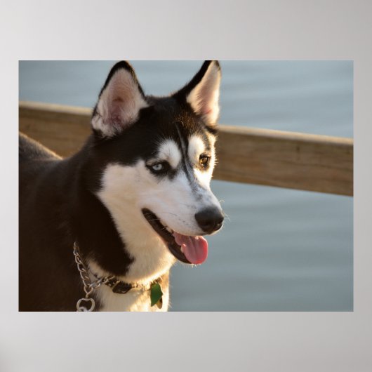 Mooie husky fotografie slee hond poster (Voorkant)