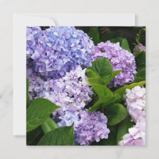 Mooie Hydrangeas Note Card