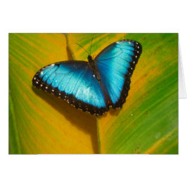 Mooie Iridescent Butterfly