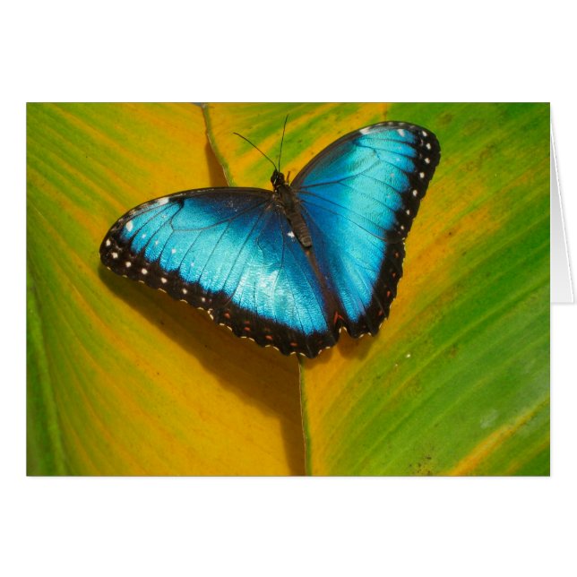 Mooie Iridescent Butterfly (Voorkant Horizontaal)